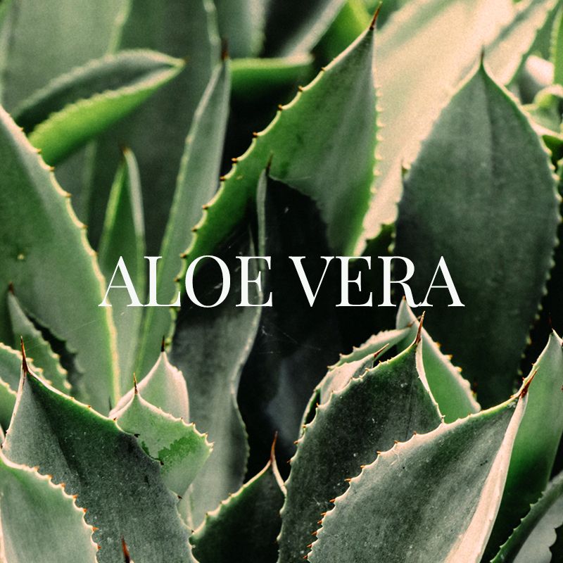 ALOE